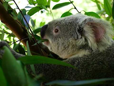 Koala in action